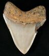 Bargain Megalodon Tooth - North Carolina #15996-2